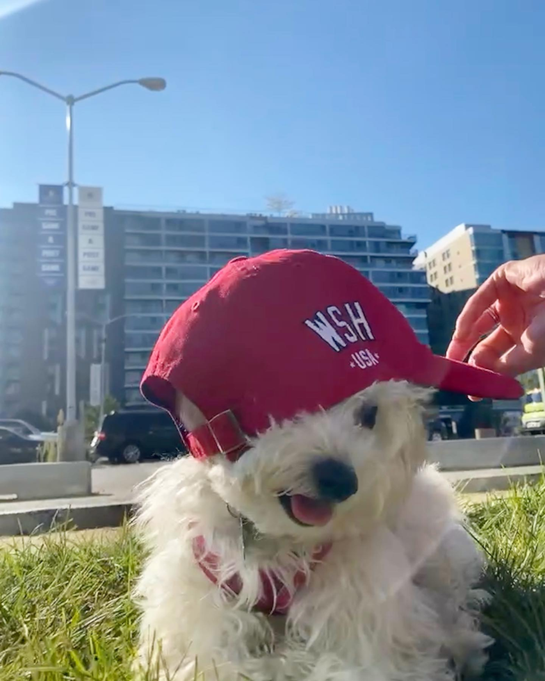 Adorable Bichpoo Poodle Mix Pup