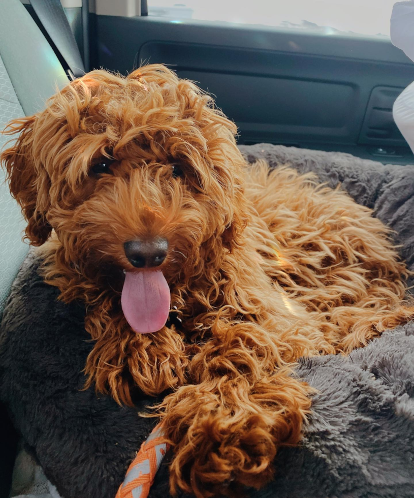 Hypoallergenic Golden Retriever Poodle Mix Pup