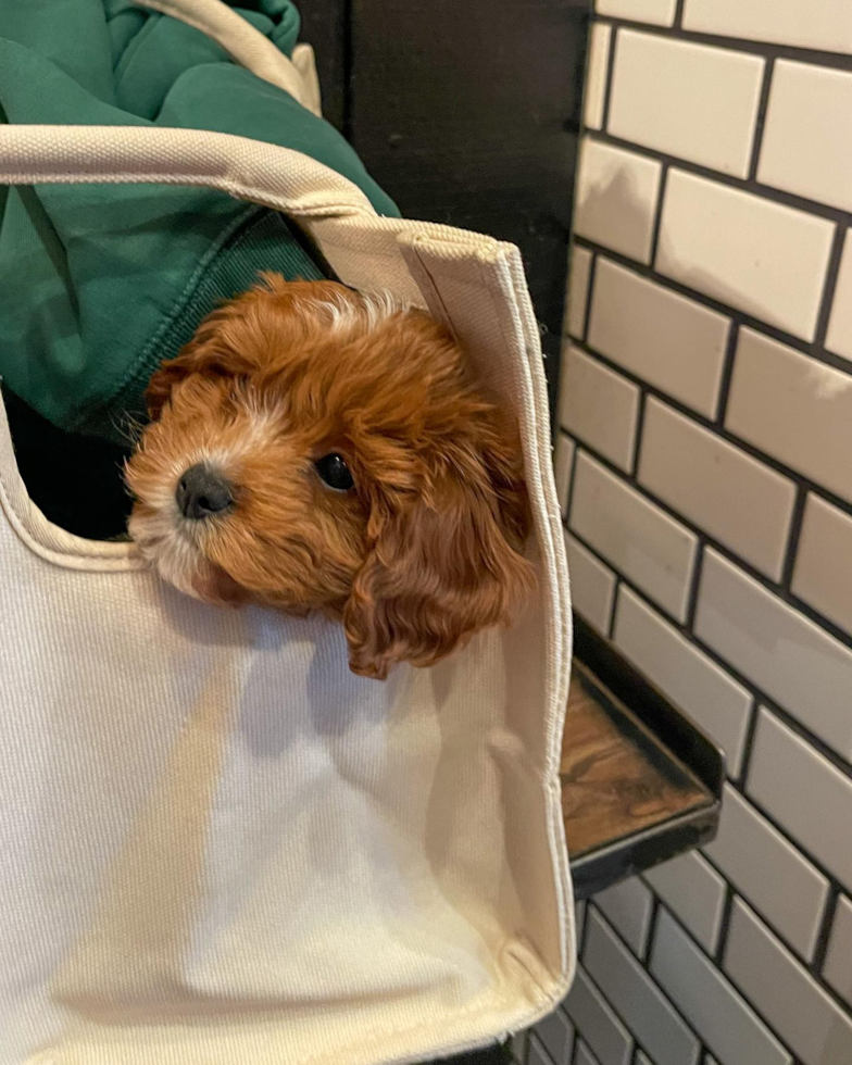 Funny Cavapoo Poodle Mix Pup