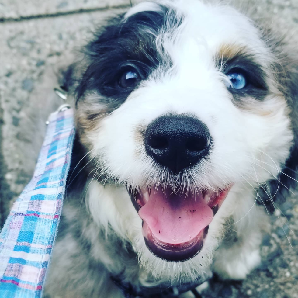 Small Mini Bernedoodle Pup