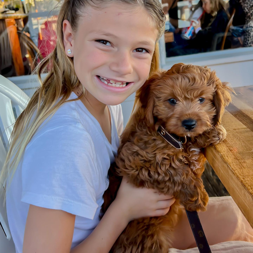 Small Cavapoo Pup