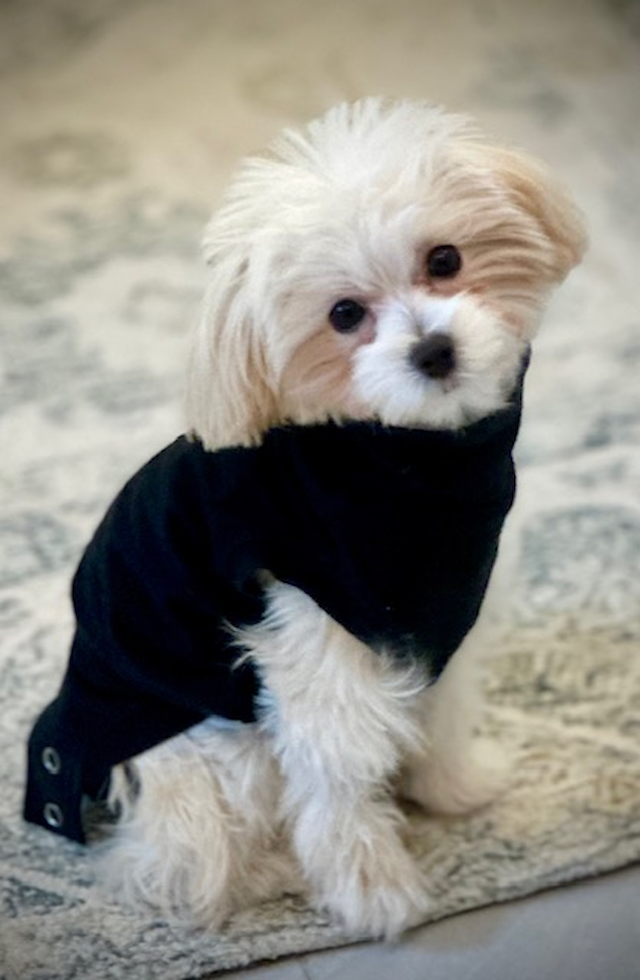 Maltipoo Being Cute