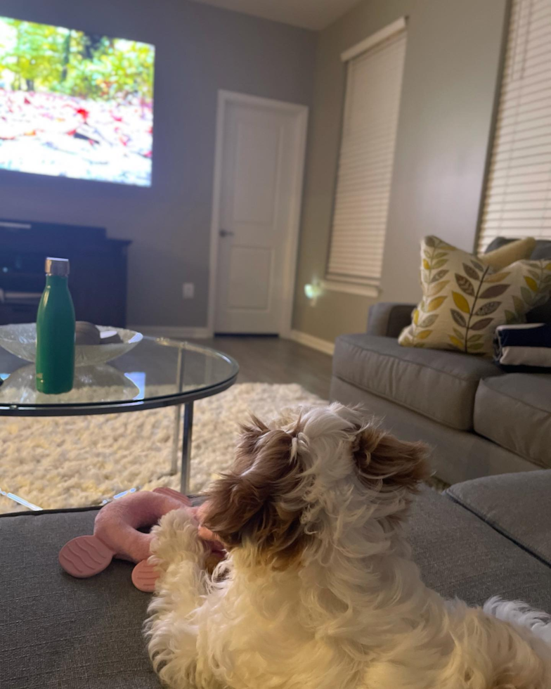 Lanham Cavapoo Pup