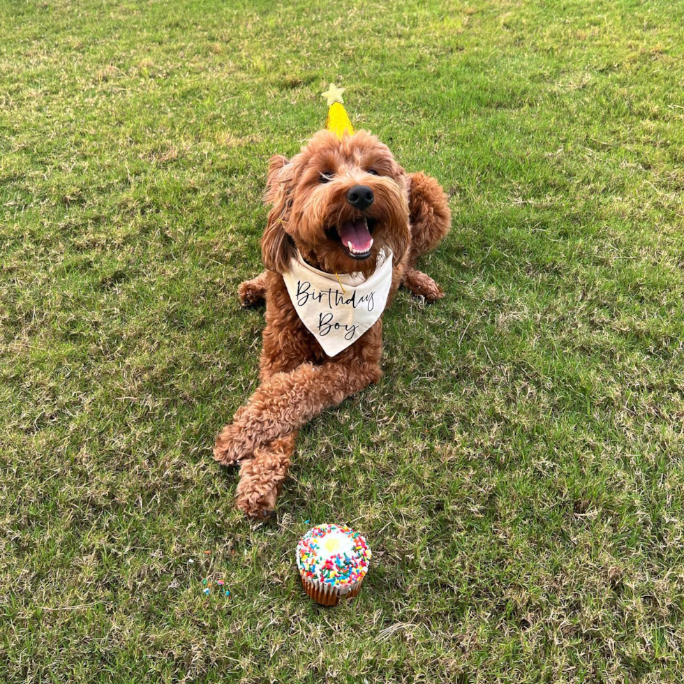 Mini Goldendoodle Being Cute