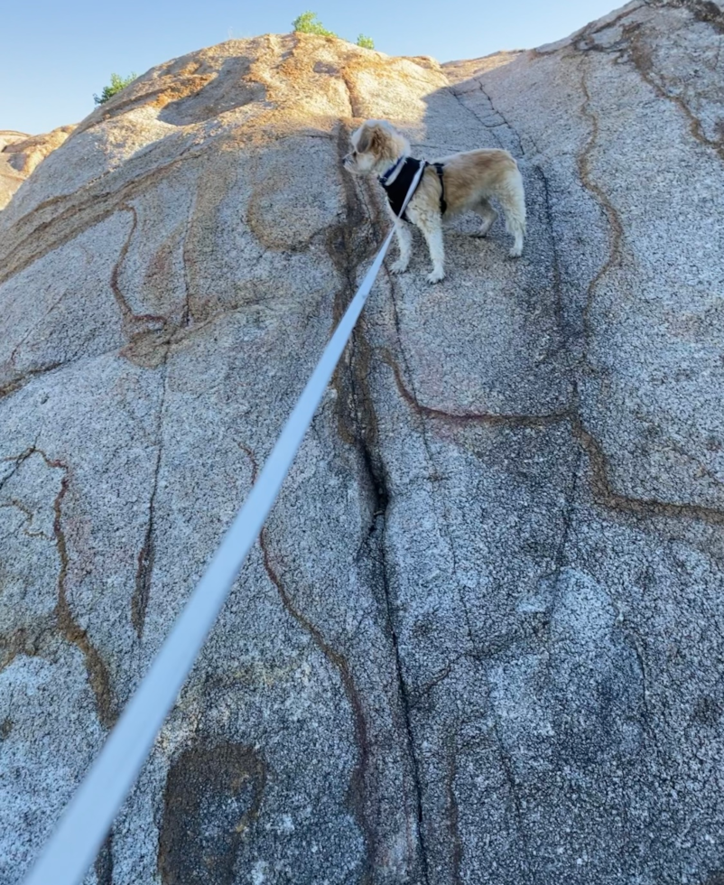 Friendly Aussiechon Pup