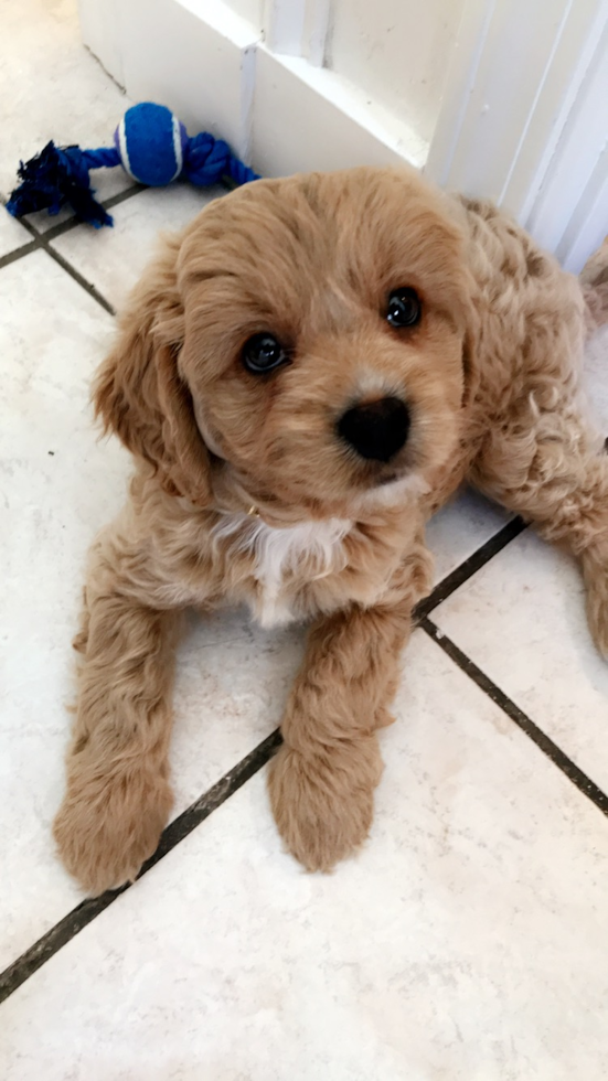 Adorable Cavoodle Poodle Mix Pup