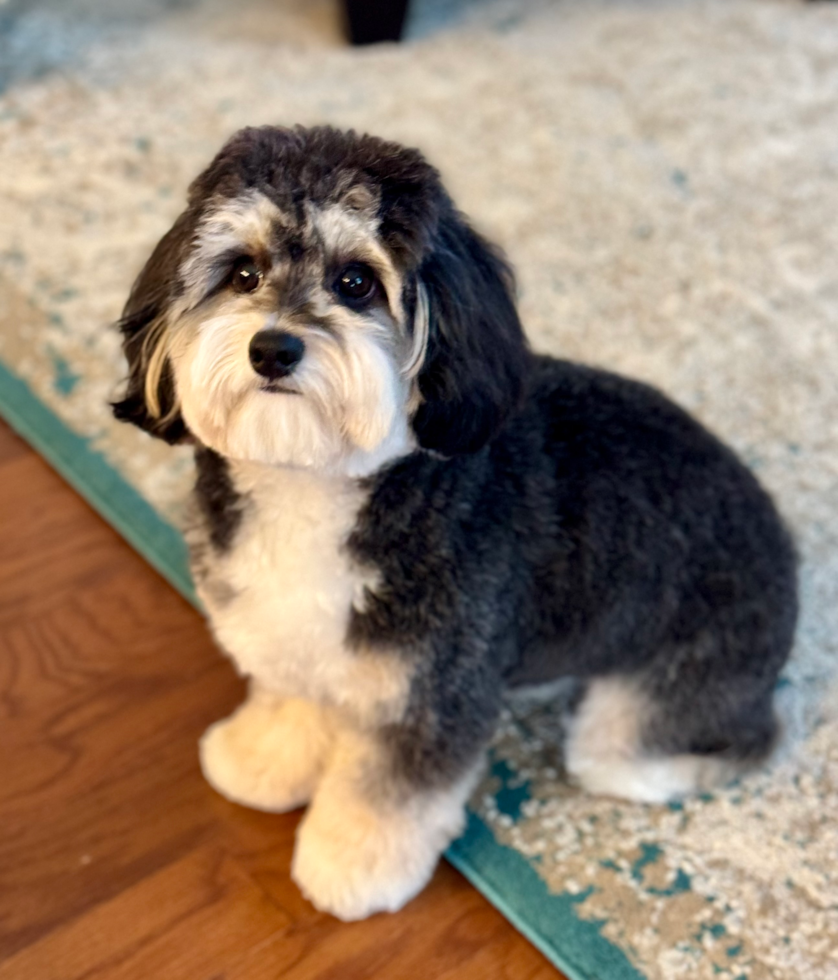 Happy Mini Aussiedoodle Pup