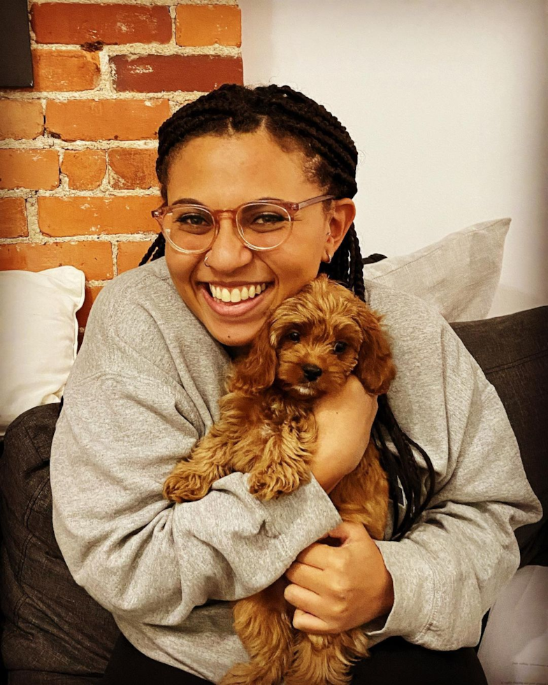 Friendly Cavapoo Pup