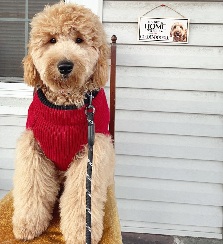 Petite Mini Goldendoodle Poodle Mix Pup