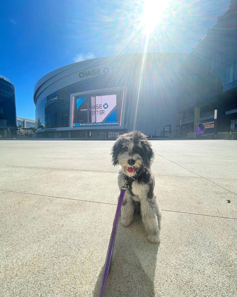 San Francisco Mini Portidoodle Pup