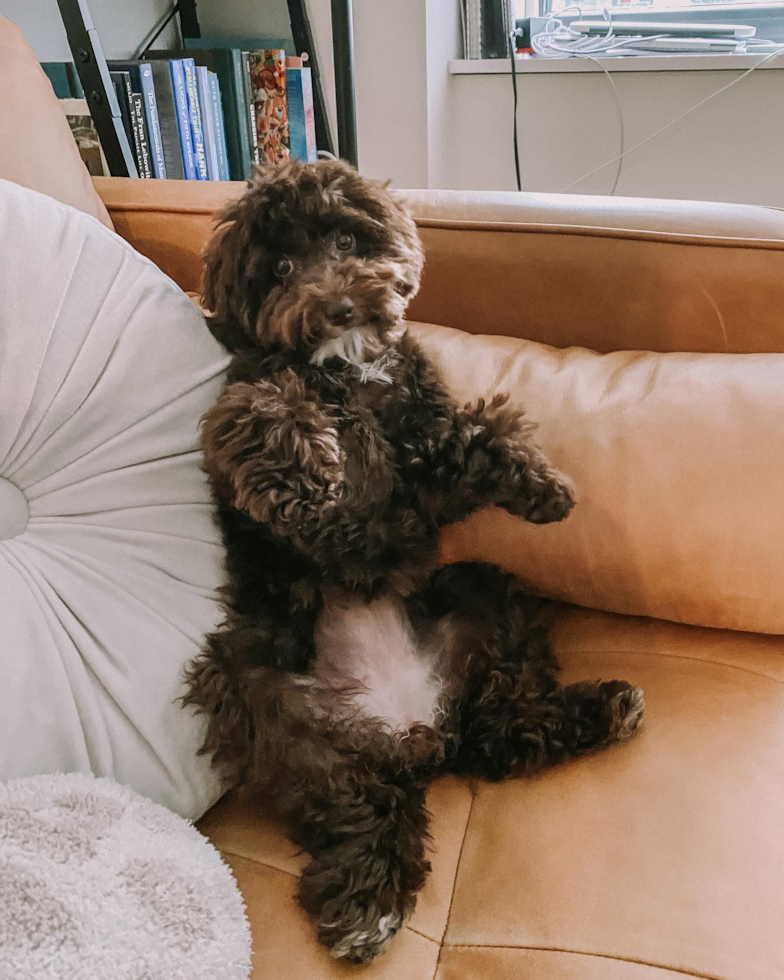 Funny Poodle Purebred Pup