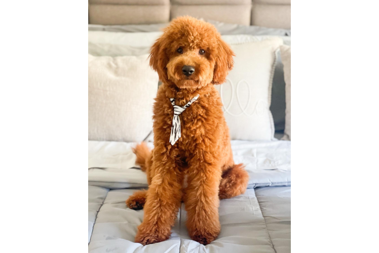 Energetic Golden Retriever Poodle Mix Puppy