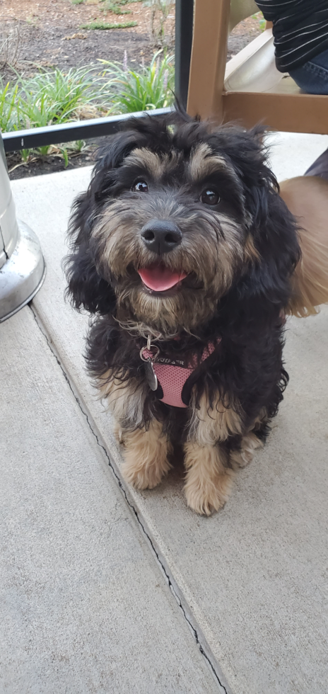 Cavapoo Being Cute