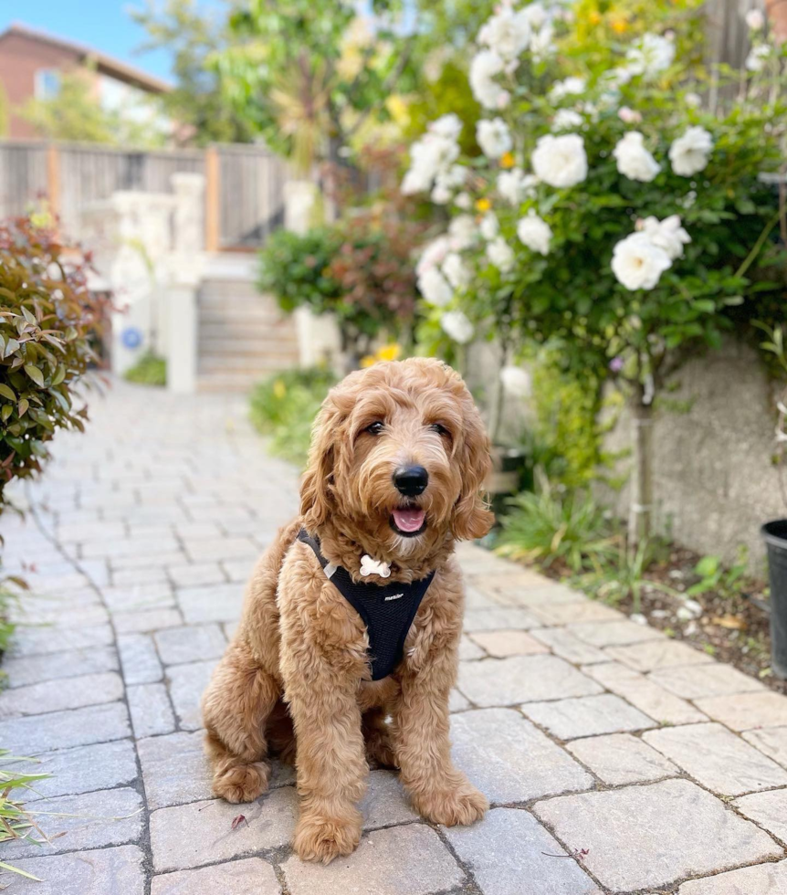 Funny Mini Goldendoodle Poodle Mix Pup