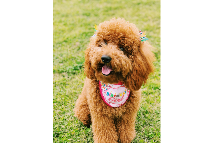 Sweet Mini Goldendoodle Baby