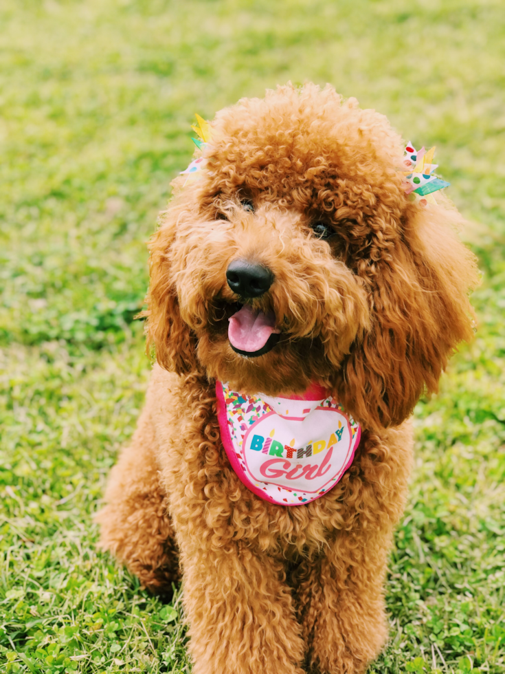 Fluffy Mini Goldendoodle Poodle Mix Pup