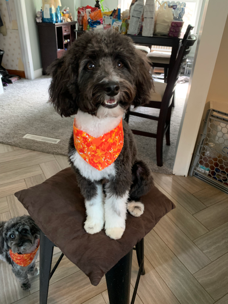 Sweet Mini Aussiedoodle Pup in