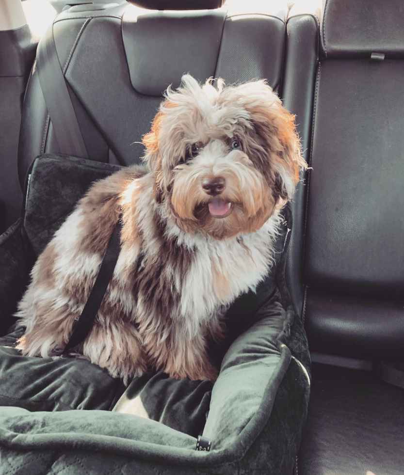 Mini Aussiedoodle Being Cute