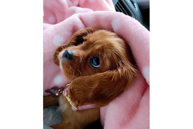 Best Cavalier King Charles Spaniel Baby