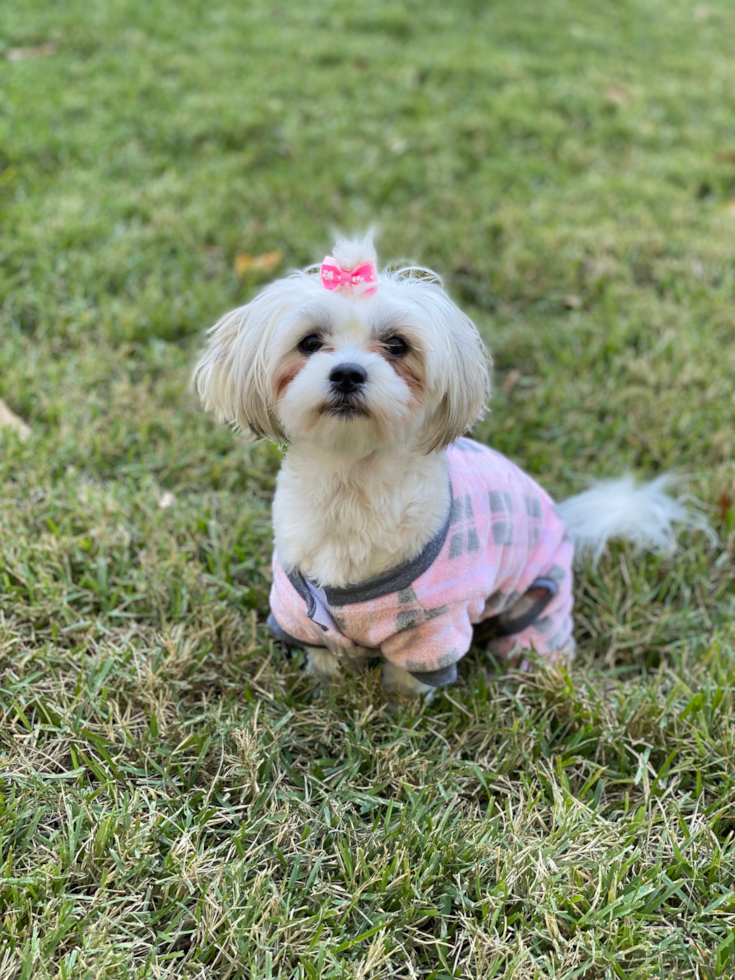 Popular Teddy Bear Designer Pup