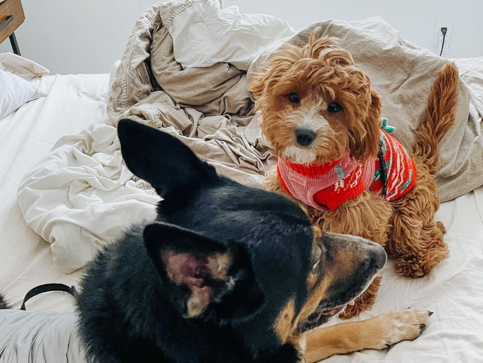 Hypoallergenic Cavoodle Poodle Mix Pup