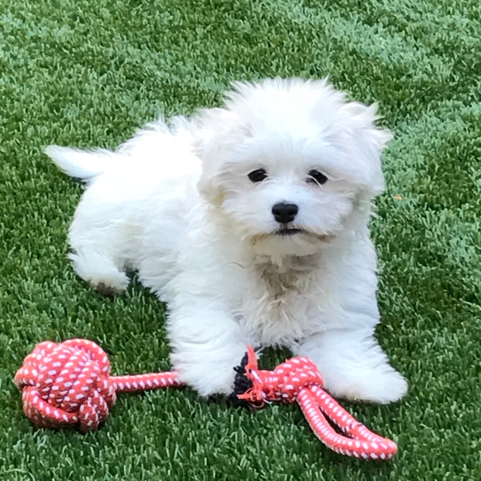 Cute Maltese Purebred Pup