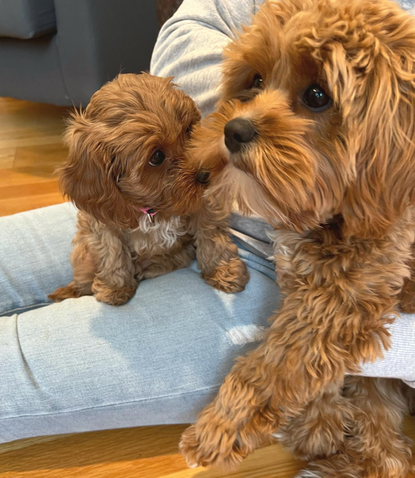 Cavapoo Being Cute