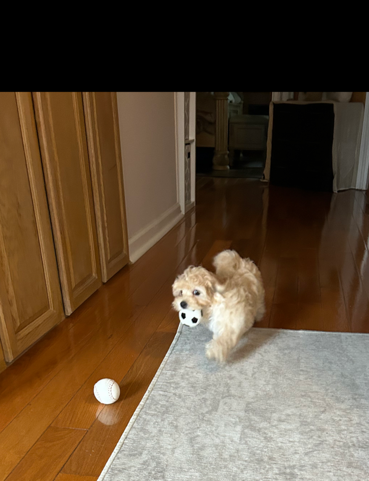 Small Maltipoo Pup