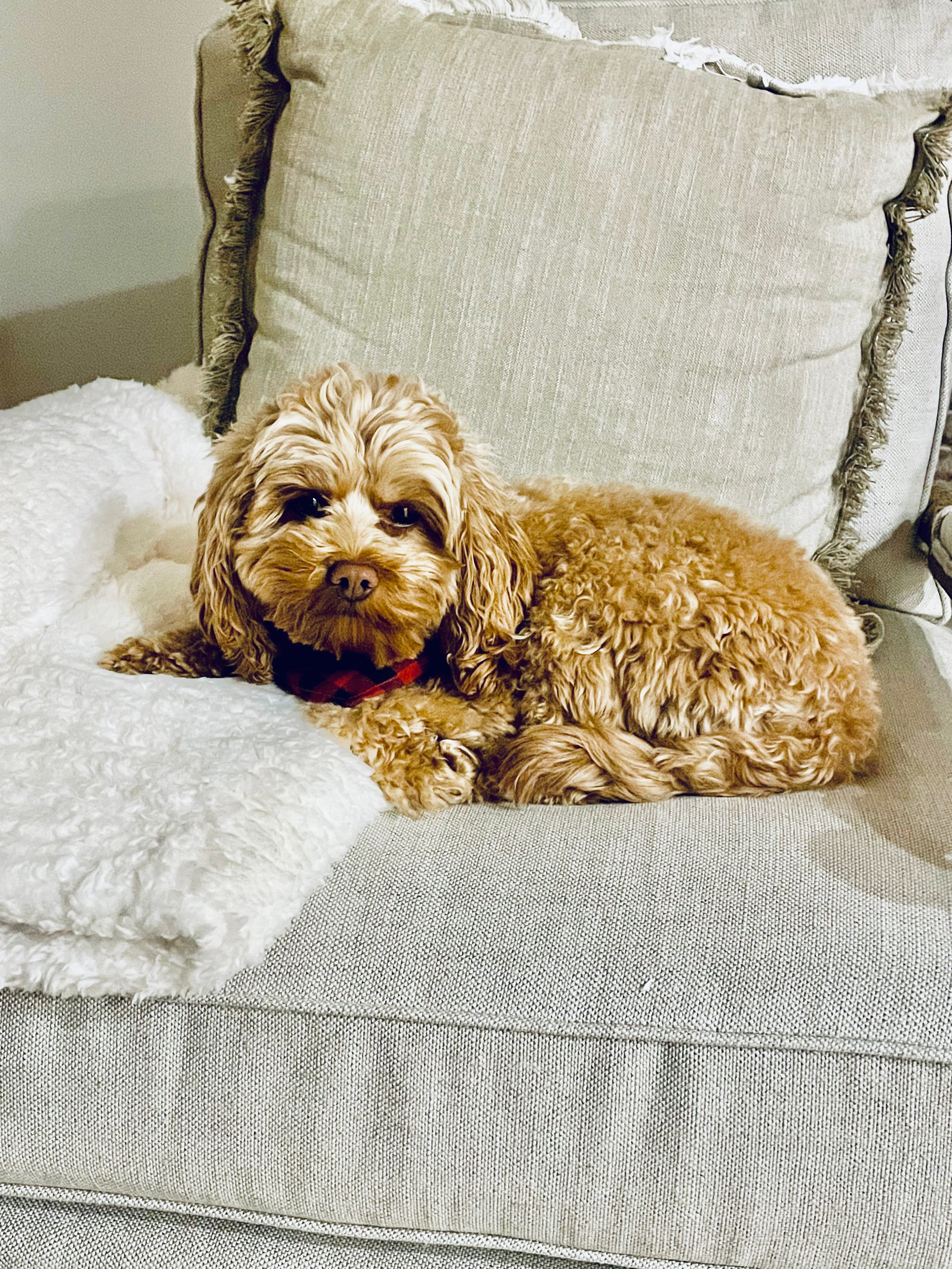 Fluffy Cockapoo Poodle Mix Pup