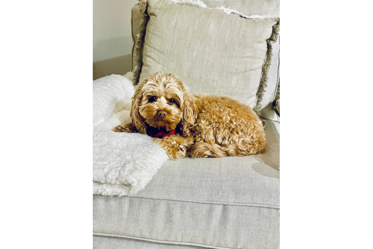 Fluffy Cockapoo Poodle Mix Pup