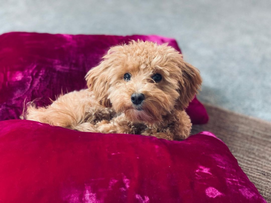 LOUISVILLE Maltipoo Pup