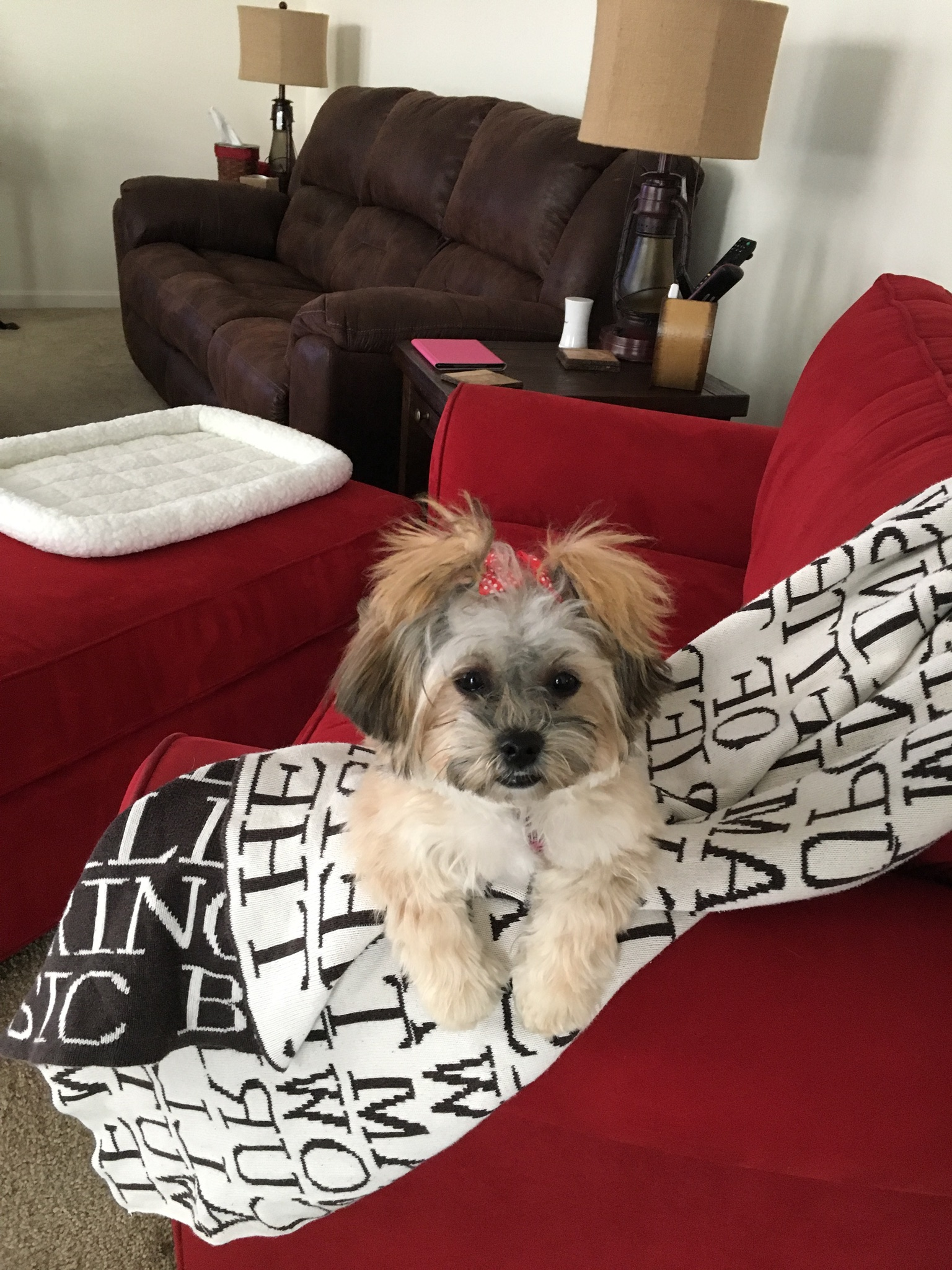Petite Teddy Bear Designer Pup