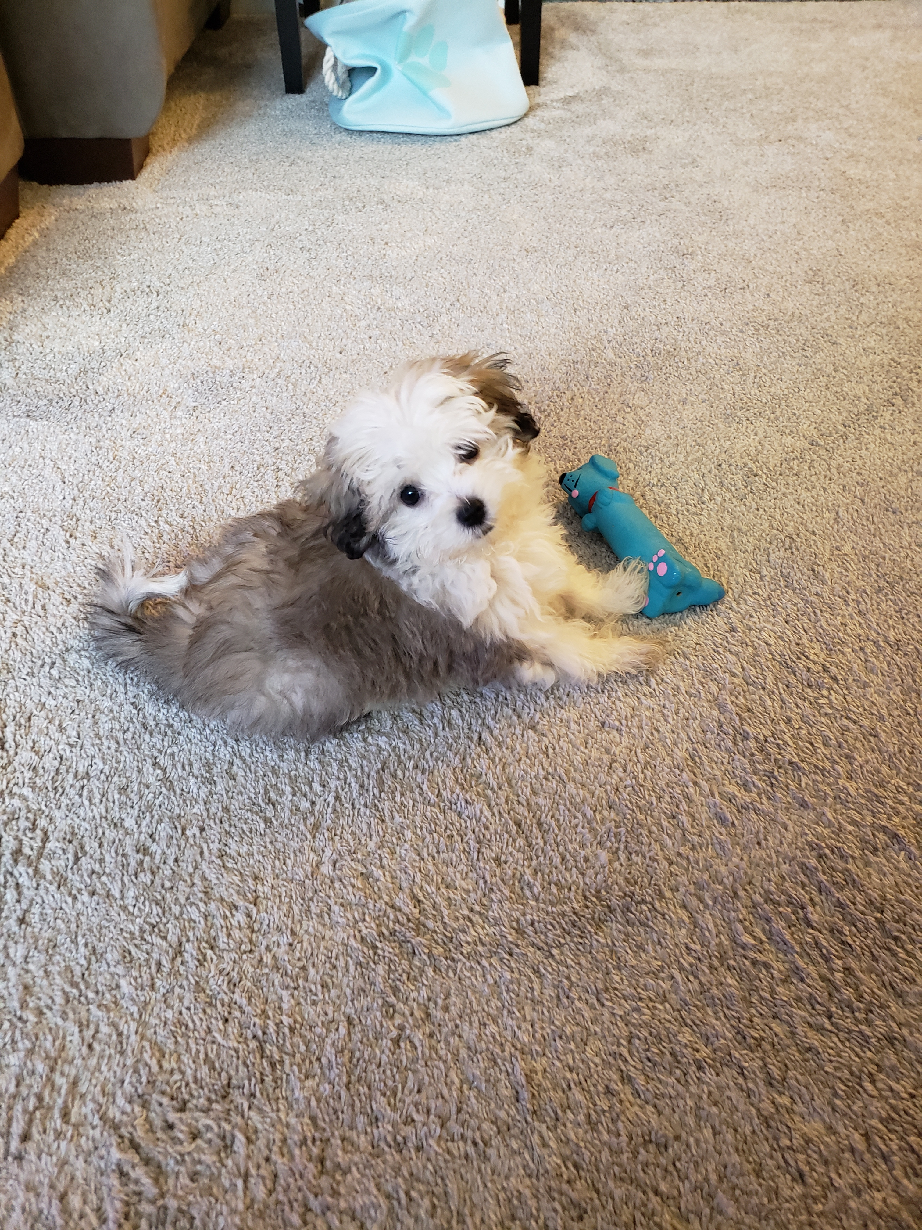 Akc Registered Havanese Baby