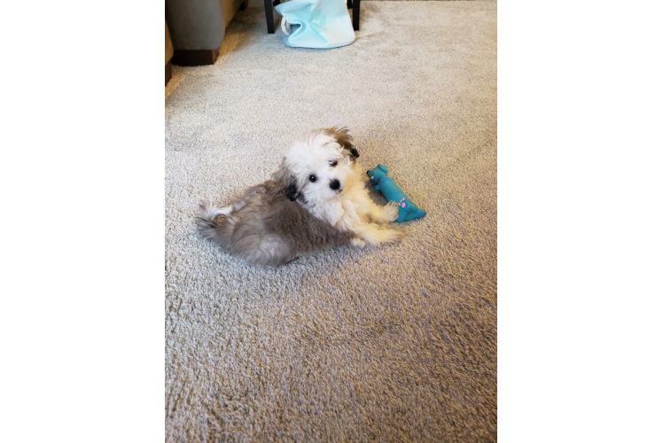 Akc Registered Havanese Baby