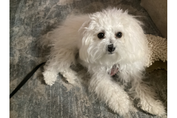 Best Maltipoo Baby