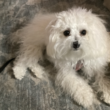 Small Maltipoo Pup