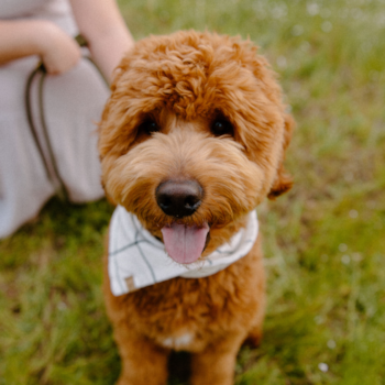 Mini Goldendoodle Being Cute