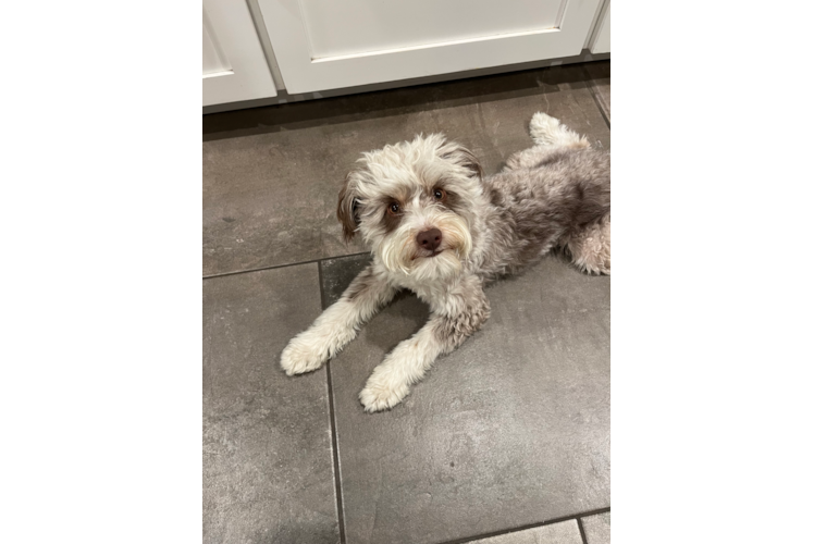 Sweet Mini Aussiedoodle Baby