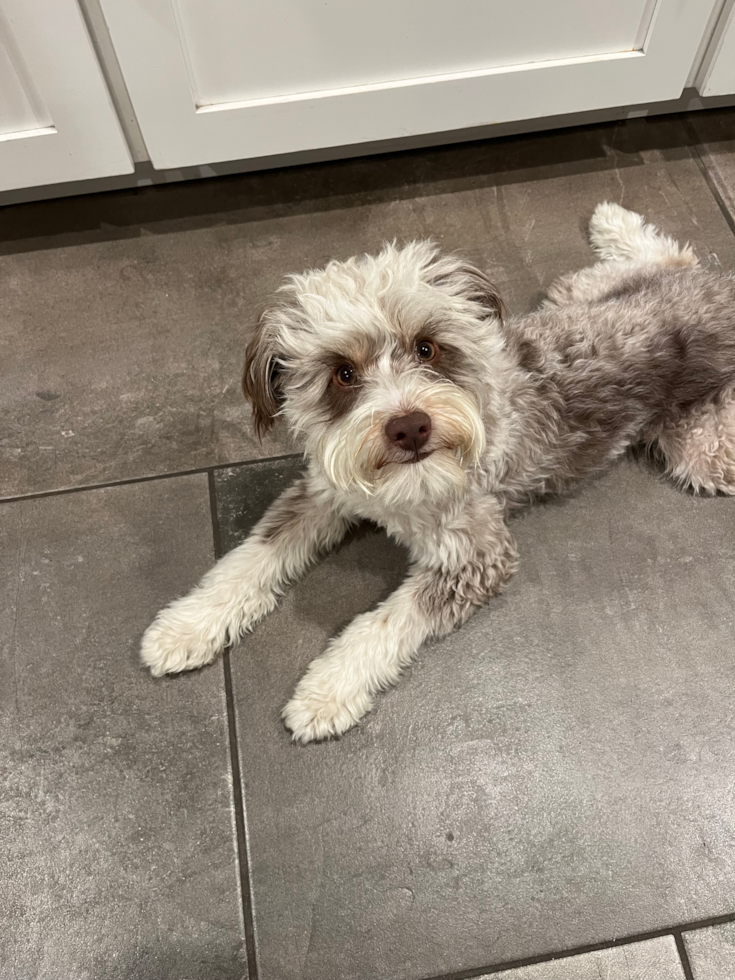 Fluffy Mini Aussiedoodle Poodle Mix Pup