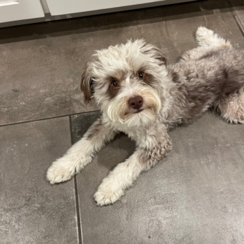 Fluffy Mini Aussiedoodle Poodle Mix Pup