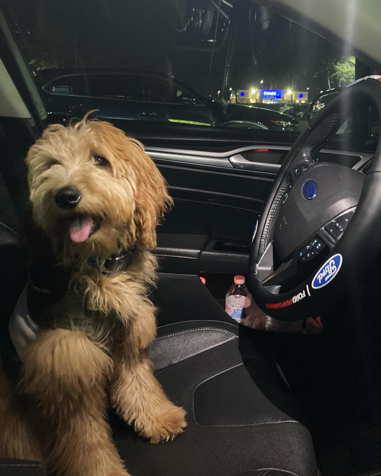 Popular Mini Goldendoodle Poodle Mix Pup