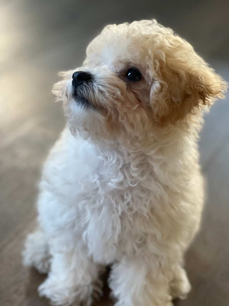 Energetic Bichpoo Poodle Mix Pup