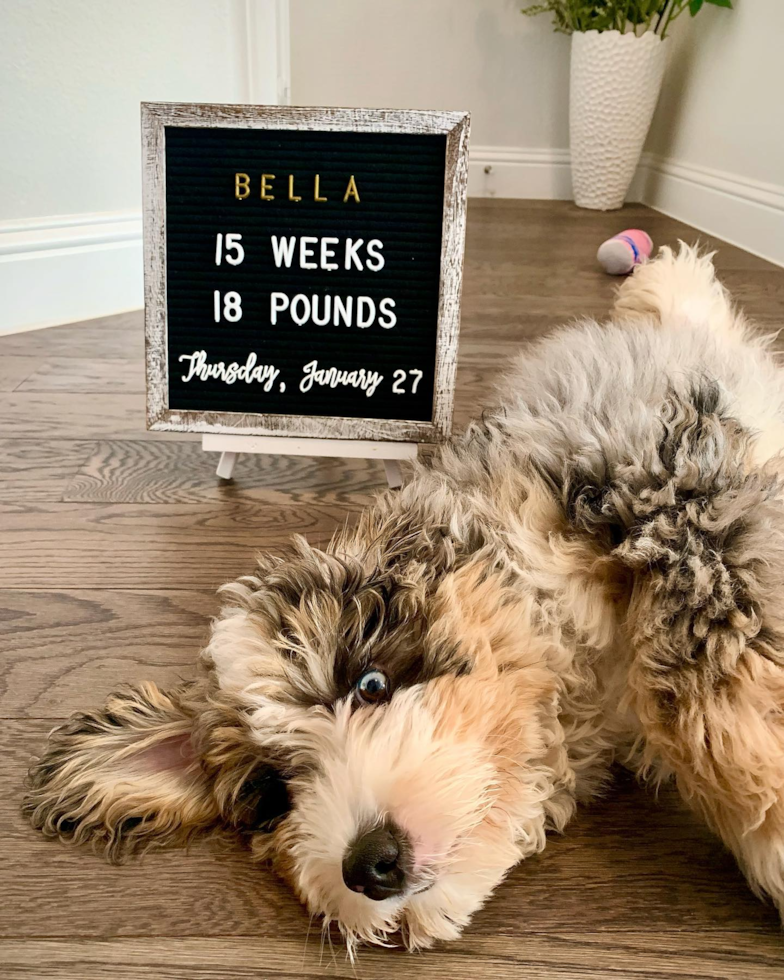 Smart Mini Bernedoodle Poodle Mix Pup