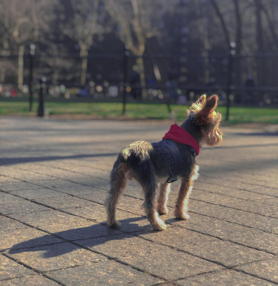 Yorkshire Terrier Being Cute