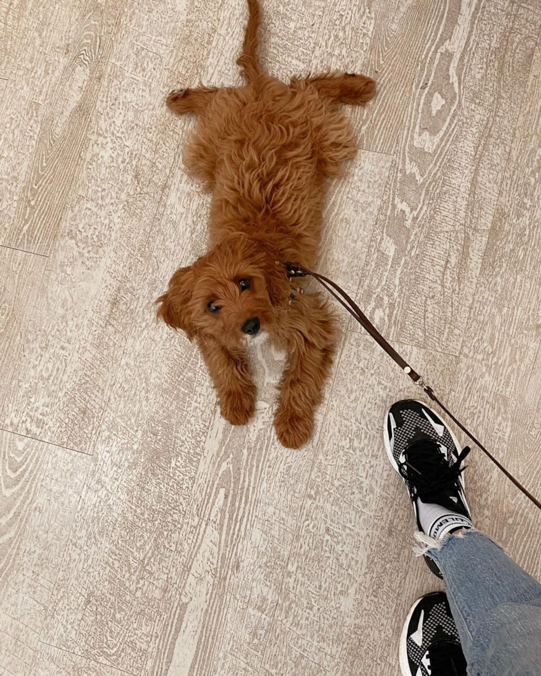 Adorable Cavoodle Poodle Mix Pup