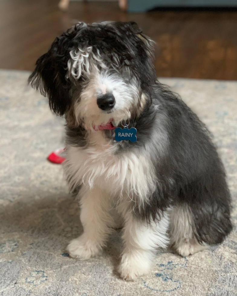 Little Aussiepoo Poodle Mix Pup