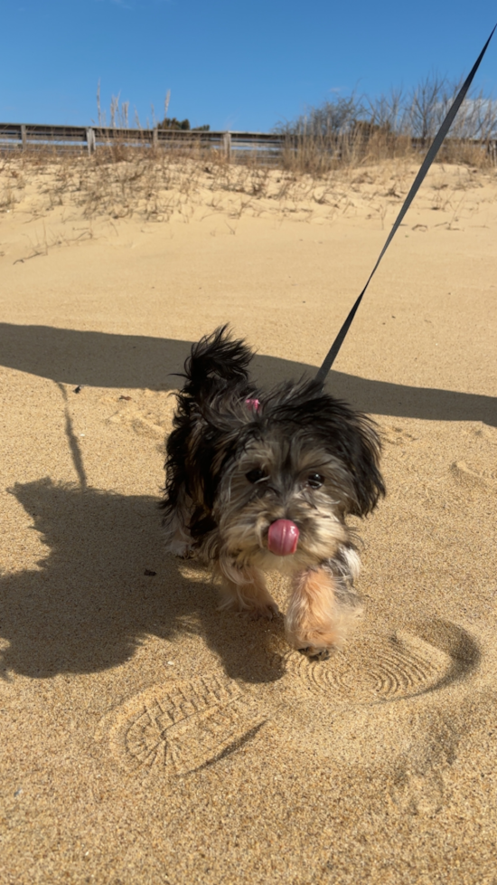 Morkie