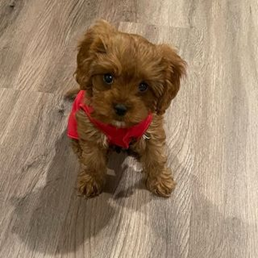 Bothell Cavapoo Pup