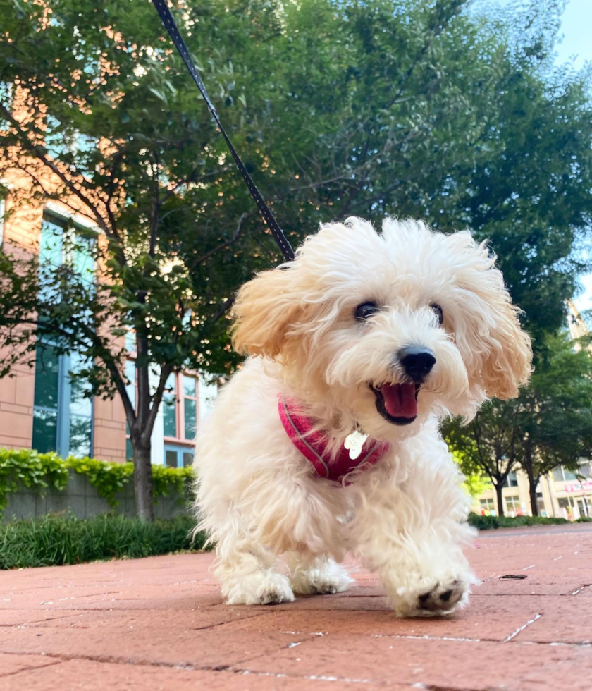 Cute Poochon Pup