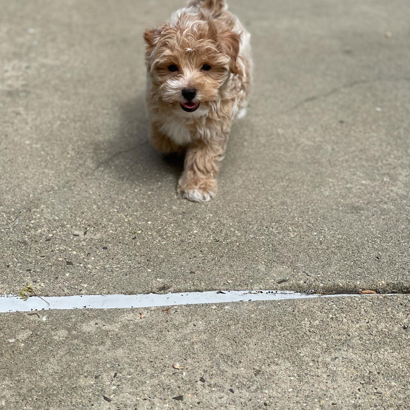 Maltipoo Pup Being Cute